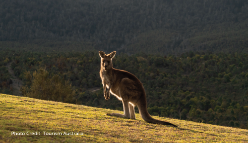 Reconnect With Nature And See Aussie Animals